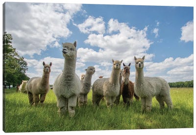 Send In The Alpaca's! Canvas Art Print - Llama & Alpaca Art