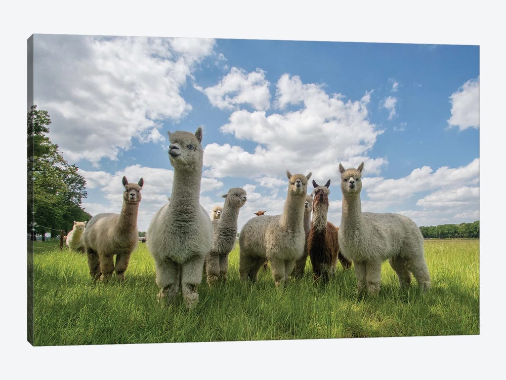 Send In The Alpaca's! by Gert van den Bosch 1-piece Art Print