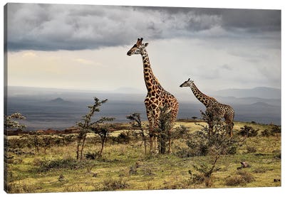 Giraffe Canvas Art Print