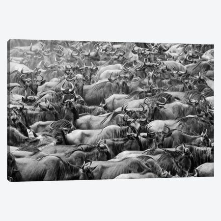Wildbeests Canvas Print #OXM5579} by Henry Zhao Canvas Print