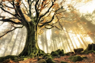 Beech Trees