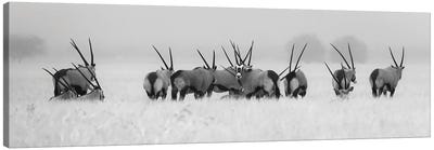 Oryx In The Rain Canvas Art Print