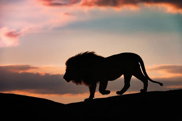 Animal Lover: Sunset In The Serengeti by Mario Vigo