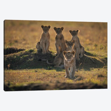 Lonely Cubs Canvas Print #OXM5645} by Mohammad Mirza Canvas Art