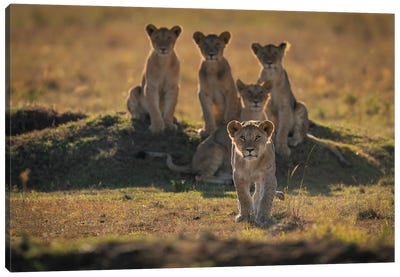 Lonely Cubs Canvas Art Print
