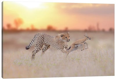 Cheetah Hunting A Gazelle Canvas Art Print - Cheetah Art