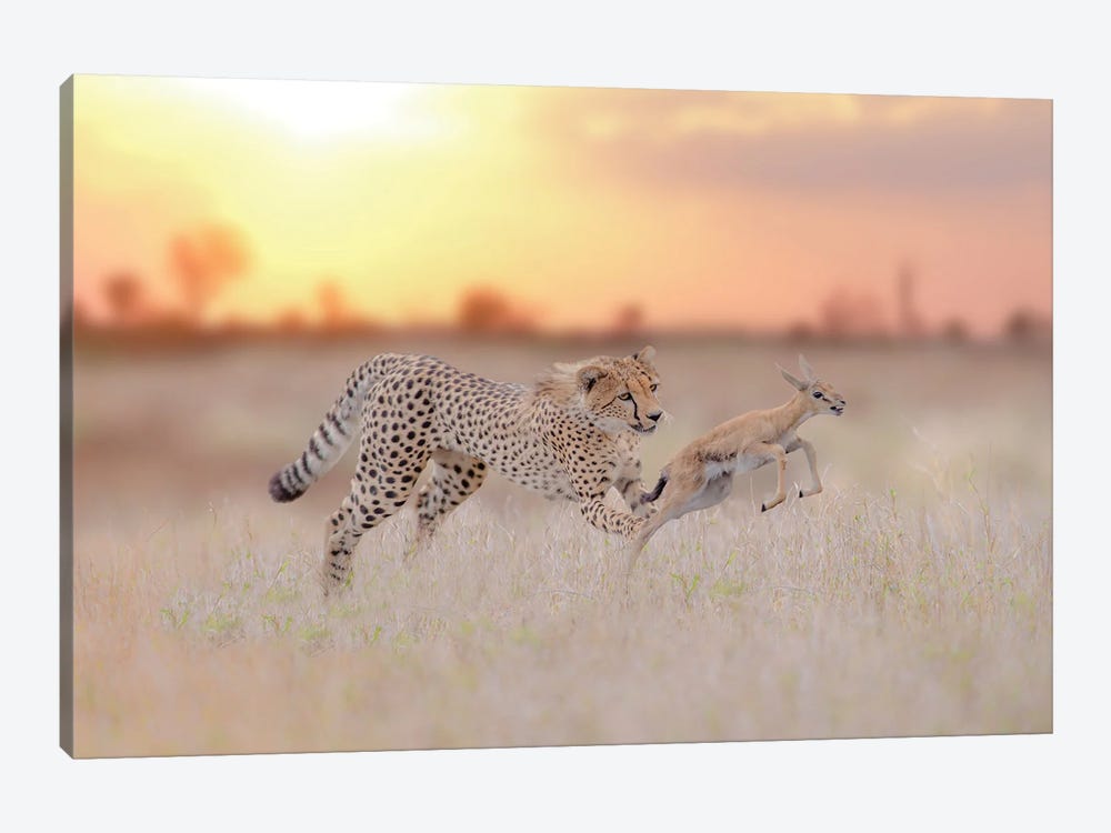 Cheetah Hunting A Gazelle by Ozkan Ozmen 1-piece Art Print