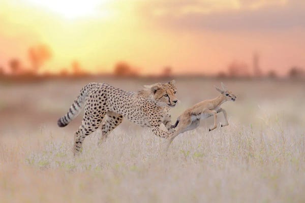 Cheetahs: Cheetah Hunting A Gazelle by Ozkan Ozmen Photography