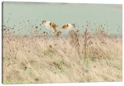 Hunting Short Eared Owl Canvas Art Print