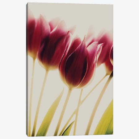 Tulips Canvas Print #OXM5675} by Rosalinde Philippin-Lipscomb Canvas Print