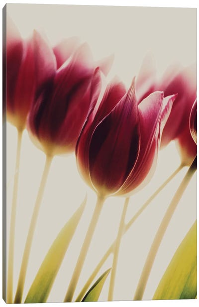 Tulips Canvas Art Print - 1x Floral and Botanicals