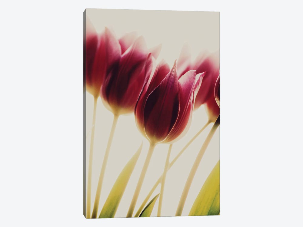 Tulips by Rosalinde Philippin-Lipscomb 1-piece Canvas Art Print