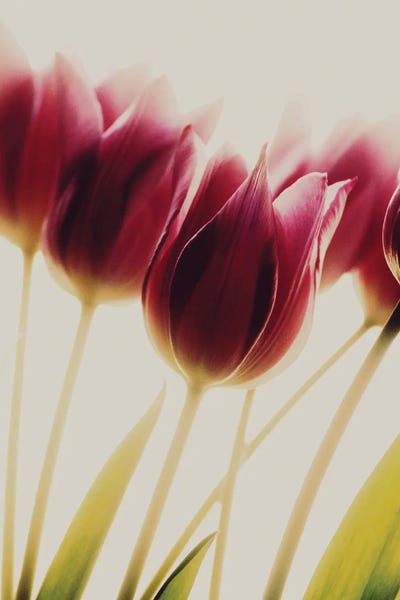 Scenic & Landscapes: Tulips by Rosalinde Philippin-Lipscomb