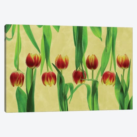 Tulips Canvas Print #OXM5705} by Udo Dittmann Canvas Art Print