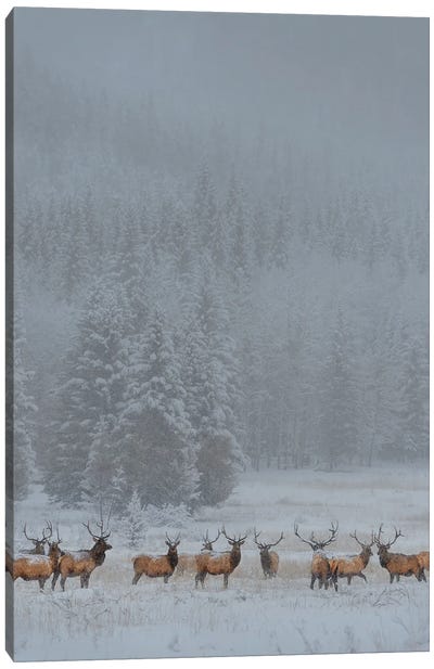 Standing In Storm Canvas Art Print - Reindeer