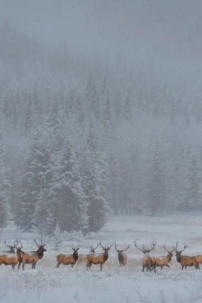 Reindeer: Standing In Storm by Yun Wang