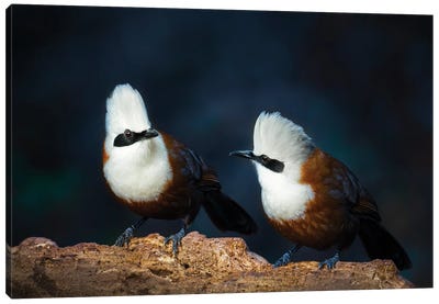 White-Crested Laughingthrush Canvas Art Print