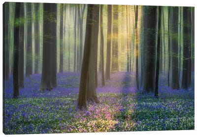Daydreaming Of Bluebells Canvas Art Print
