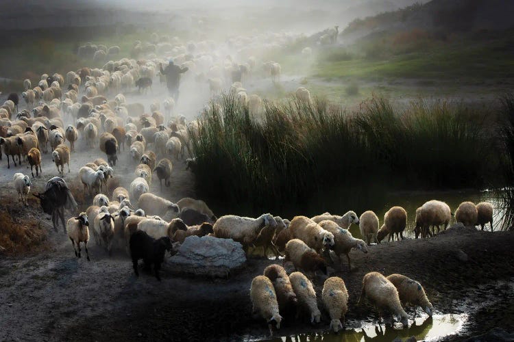 Shepherd by Ali Can wall art