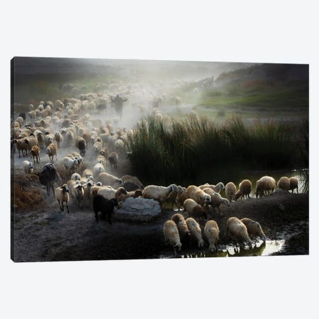 Shepherd Canvas Print #OXM5800} by Ali Can Canvas Art Print