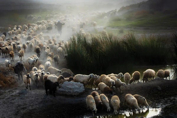 Sheep: Shepherd by Ali Can