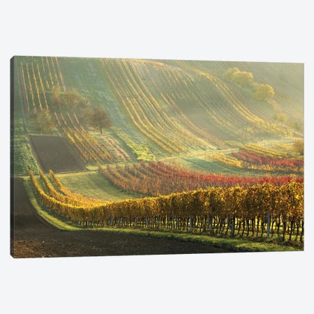 Autumn Vineyards Canvas Print #OXM5808} by Anna Pakutina Canvas Print