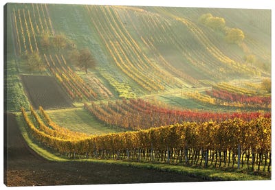 Autumn Vineyards Canvas Art Print
