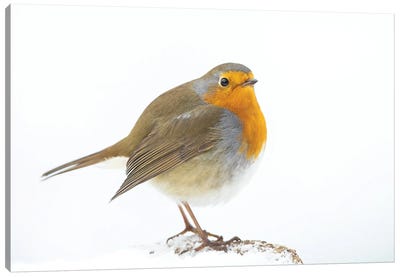 Robin In Winter Canvas Art Print