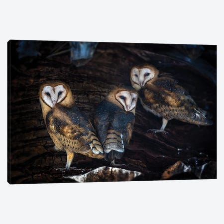 Baby Barn Owls Canvas Print #OXM5816} by Annie Poreider Canvas Art Print