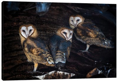 Baby Barn Owls Canvas Art Print