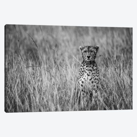 Cheetah Canvas Print #OXM5826} by Anura Fernando Canvas Wall Art