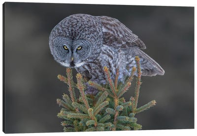 Great Gray Owl Canvas Art Print