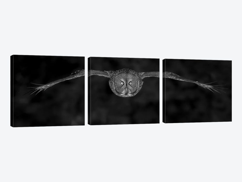 Great Gray Owl In Fly by Bo Wang 3-piece Canvas Wall Art