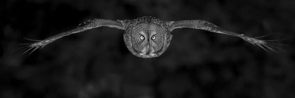 Owls: Great Gray Owl In Fly by Bo Wang