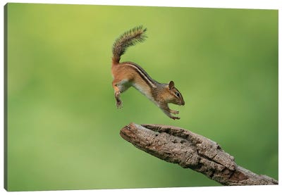 Almost There Canvas Art Print - Chipmunk Art
