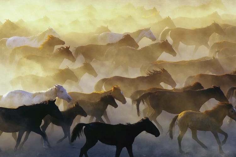 Wild Horses