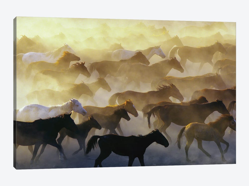 Wild Horses by Emir Bagci 1-piece Canvas Artwork