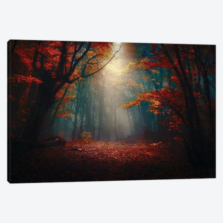 Sunset In The Forest Canvas Print #OXM5877} by Fabrizio Massetti Canvas Print