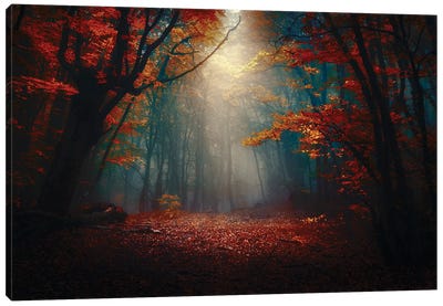 Sunset In The Forest Canvas Art Print