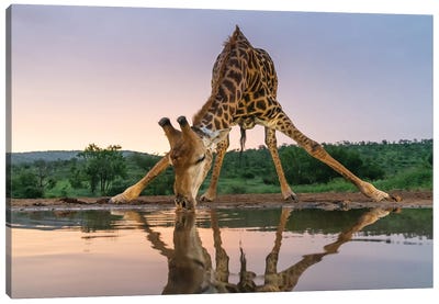 Sunset Giraffe Drinking Canvas Art Print