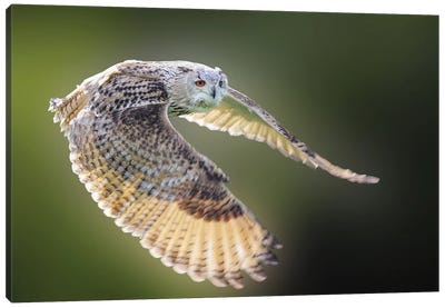 Flying Owl Canvas Art Print