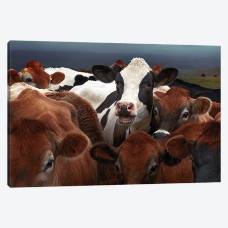 Laughing Cow Canvas Print #OXM5887} by Gary Perlow Canvas Art