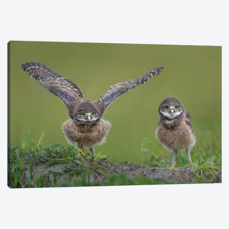 Learning To Fly Canvas Print #OXM5892} by Greg Barsh Canvas Art