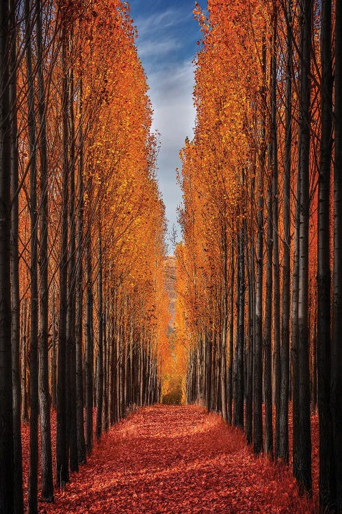 Colorful Autumn by Hamed Qane wall art