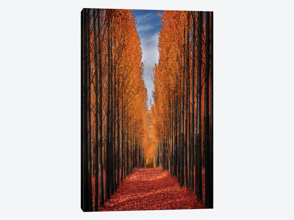Colorful Autumn by Hamed Qane 1-piece Canvas Wall Art