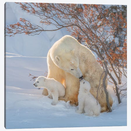 Mother's Kiss Canvas Print #OXM5900} by Hao Jiang Canvas Artwork