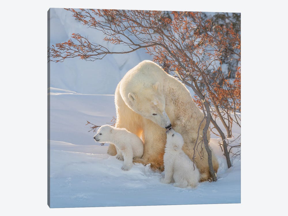 Mother's Kiss by Hao Jiang 1-piece Canvas Print