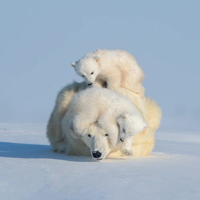 Patient Mom by Hao Jiang framed wall art