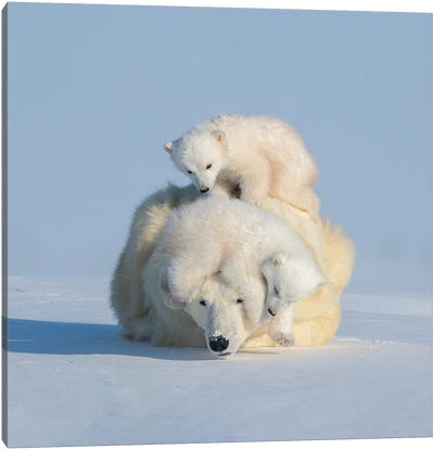 Patient Mom Canvas Art Print - Polar Bear Art