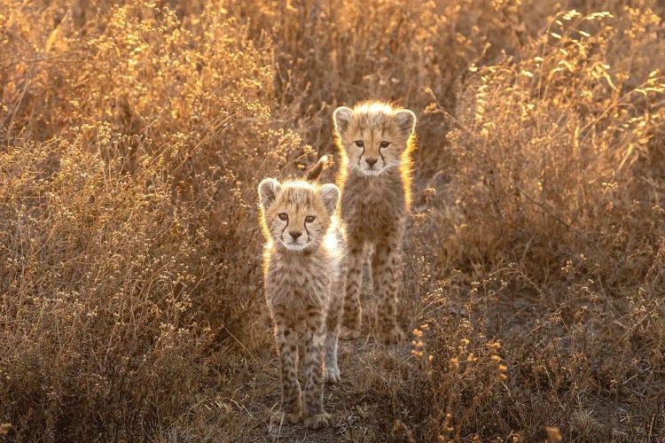 Two Little Cheetah by Hung Tsui wall art